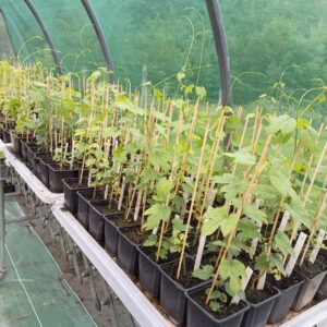 Plant Cascade BIO